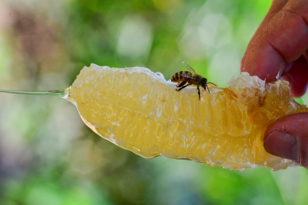 瓊中蜂蜜 瓊中蜂蜜