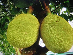 海南菠蘿蜜