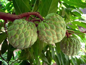 番荔枝 海南番荔枝