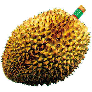 榴蓮 海南榴蓮怎么吃