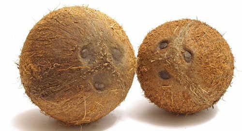 去掉外殼的椰子 海南椰子