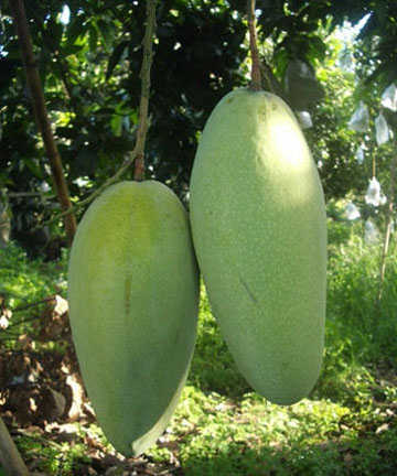 芒果 海南常見的芒果品種有哪些