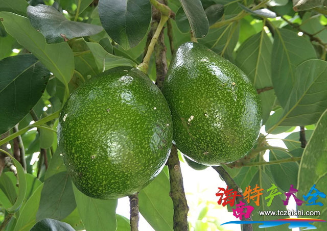 品質較好的牛油果 海南牛油果