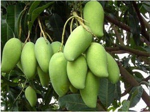 昌江芒果 海南昌江芒果