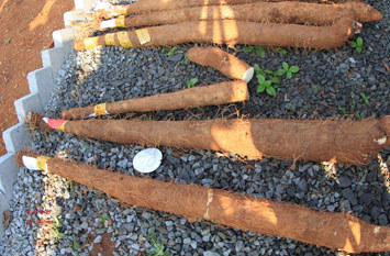 云龍淮山 海口云龍淮山