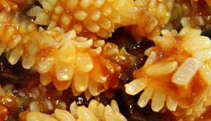 臨高金錢魷魚 金錢魷魚