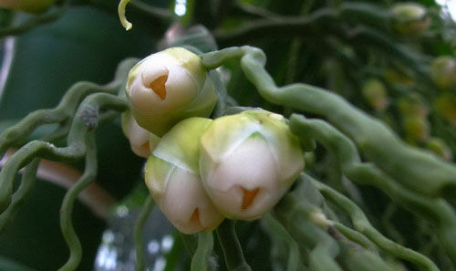 檳榔花苞 海南檳榔