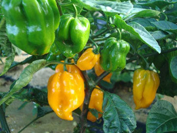 黃燈籠辣椒 黃燈籠辣椒