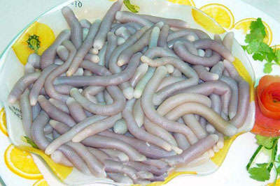 光村沙蟲 儋州光村沙蟲