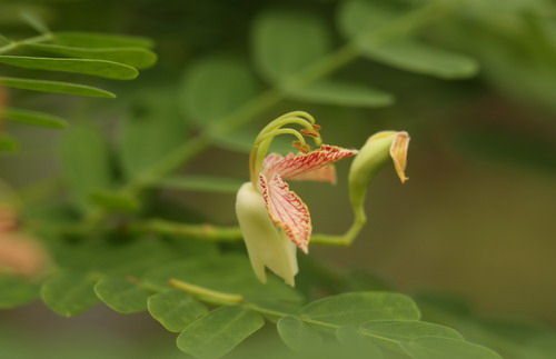 酸豆的花 海南酸豆
