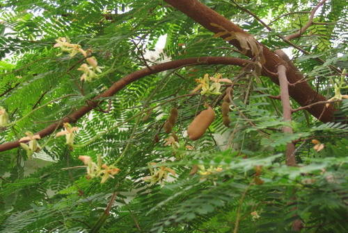 酸豆樹 海南酸豆
