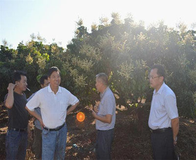 白沙縣政協副主席林世欣認真地交流反季節龍眼種植經驗 白沙科協舉辦熱帶水果生產技術培訓班