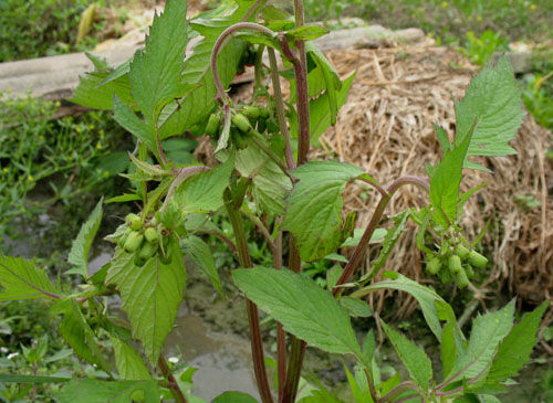 海南革命菜 革命菜