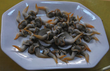 雞腿螺 海南雞腿螺