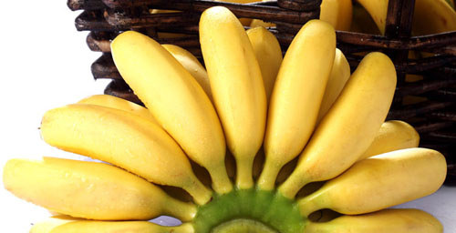 皇帝蕉,也叫小米蕉 海南皇帝蕉