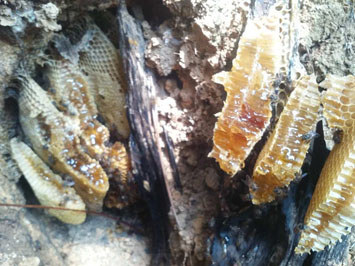 五指山石縫中的土蜂蜜 五指山野生蜂蜜