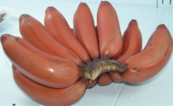 海南紅香蕉 海南紅香蕉