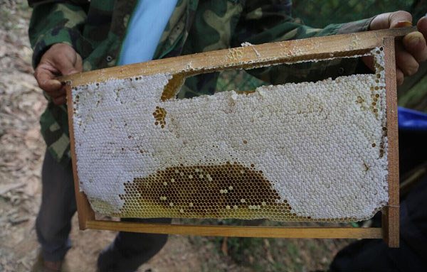 白沙野生蜂蜜 白沙野生蜂蜜