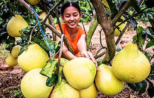 游客與蜜柚親密合影