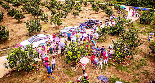 儋州迎來(lái)體驗(yàn)采摘蜜柚熱潮