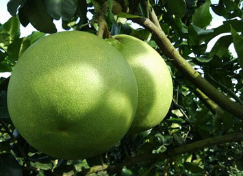 大坡福柚 大坡福柚