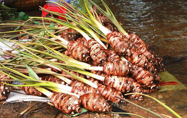 儋州香芋 儋州地理標志商標產品(圖)