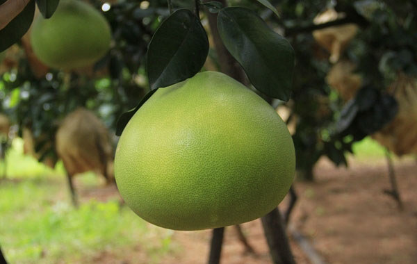 儋州蜜柚 儋州地理標志商標產品(圖)