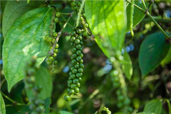 大坡胡椒 海口大坡胡椒