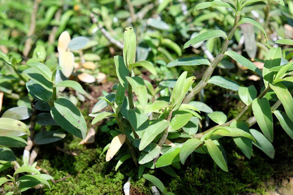 火山石斛 海口火山石斛