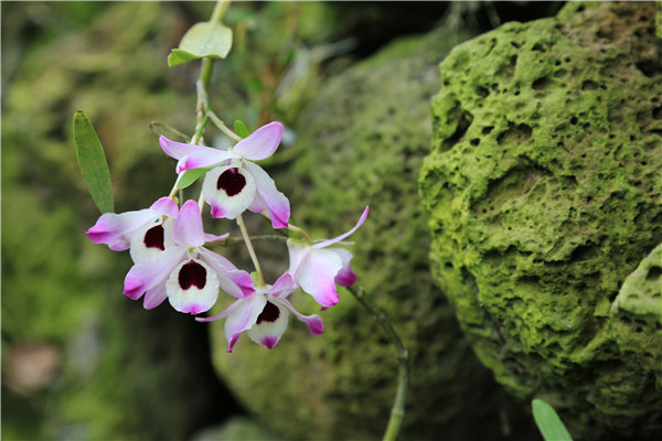 火山石斛花 海口火山石斛