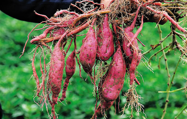 儋州妹仔薯 儋州妹仔薯