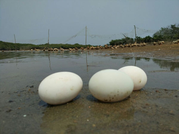 儋州跑海鴨蛋 儋州跑海鴨蛋