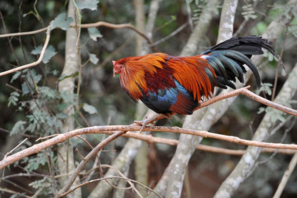 五指山野山雞 五指山野山雞