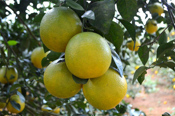 白沙紅心橙 白沙紅心橙