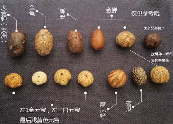 元寶籽、金蟾籽、摩尼籽的區別 星月菩提