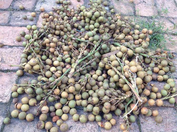 星月菩提元寶原籽 星月菩提