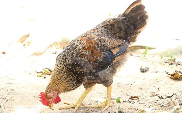 儋州土雞 儋州土雞