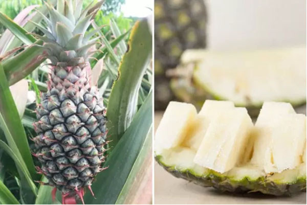 東方青蜜鳳梨 東方青蜜鳳梨