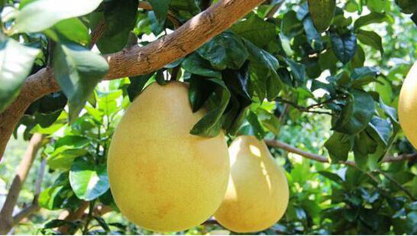 屯昌蜜柚 屯昌蜜柚