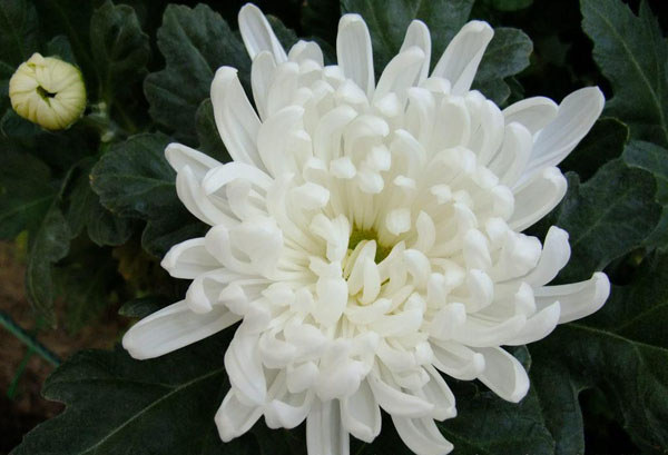 神馬白菊 東方菊花