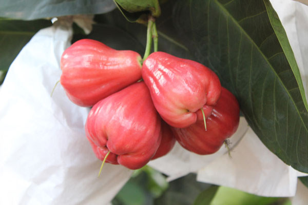 瓊海大路蓮霧 瓊海大路蓮霧