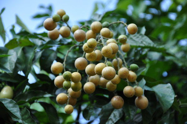 儋州黃皮 儋州地理標志商標產品(圖)