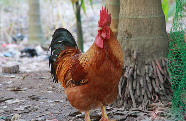 文儒山寮雞 文儒山寮雞