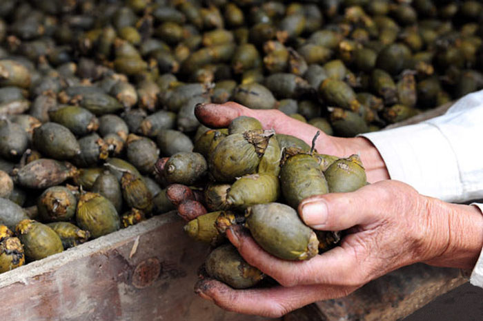 未深加工的檳榔 檳榔在海南是怎樣的一種存在?真的那么好吃嗎?