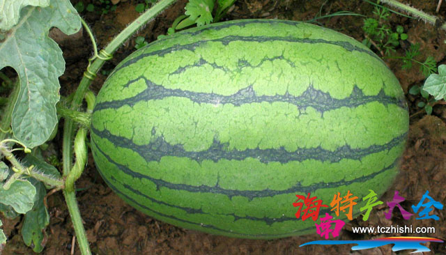海南西瓜 海南西瓜主要種植區(qū)域參考,你想知道的都在這里!