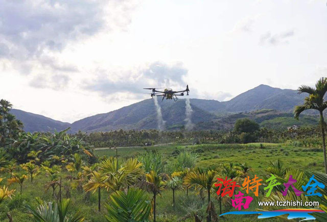 無人機為檳榔樹噴藥 三亞用無人機為檳榔樹噴藥,防治黃化檳榔效果顯著