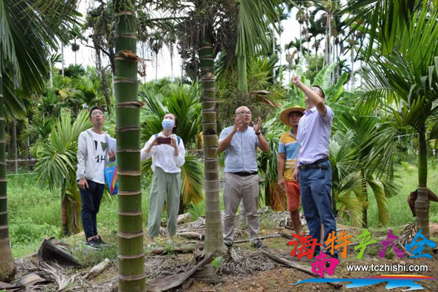 崖州區農業農村局技術人員查看檳榔防治效果 三亞用無人機為檳榔樹噴藥,防治黃化檳榔效果顯著