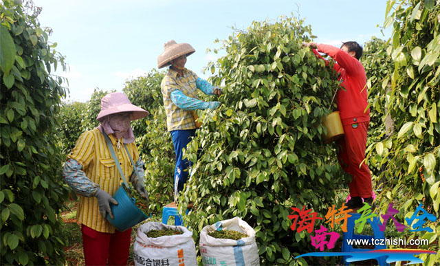 工人采摘胡椒 海南胡椒多少錢一斤(2021年2月1日)