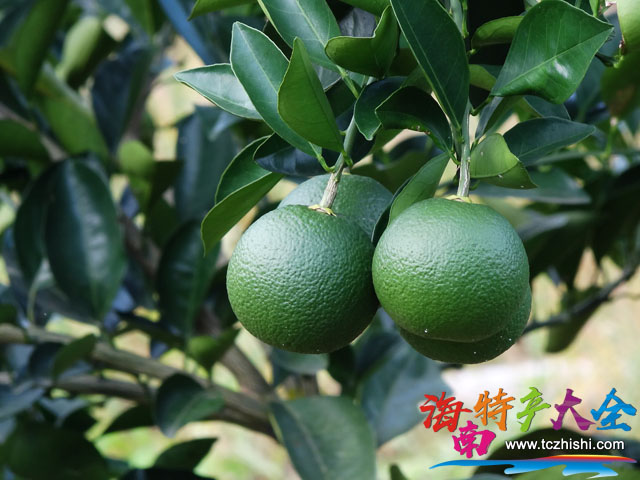 瓊中綠橙 瓊中綠橙