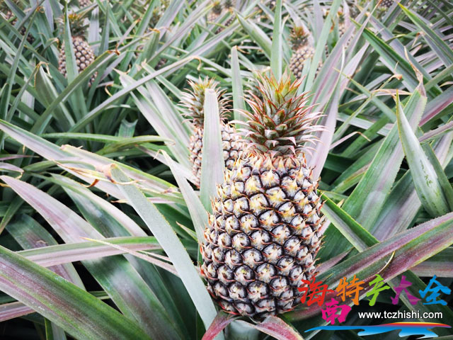 海南金鉆鳳梨 海南金鉆鳳梨